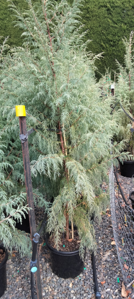 Cupressus cashmeriana Silver Shadow