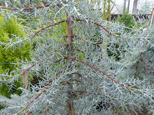 Cupressus glabra Blue Ice