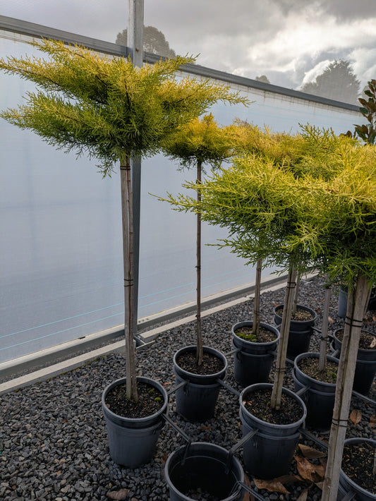 Cupressus macrocarpa Golden Halo