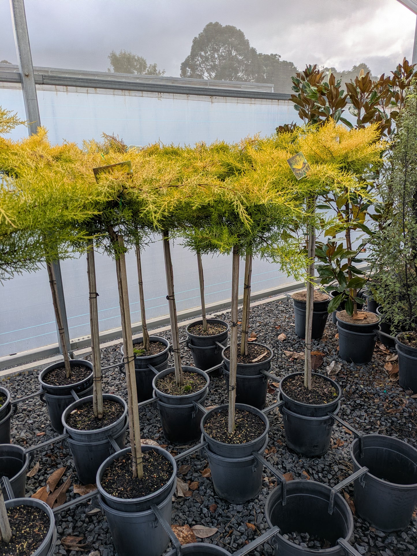 Cupressus macrocarpa Golden Halo