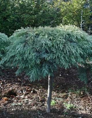 Cupressus macrocarpa Greenstead Magnifica