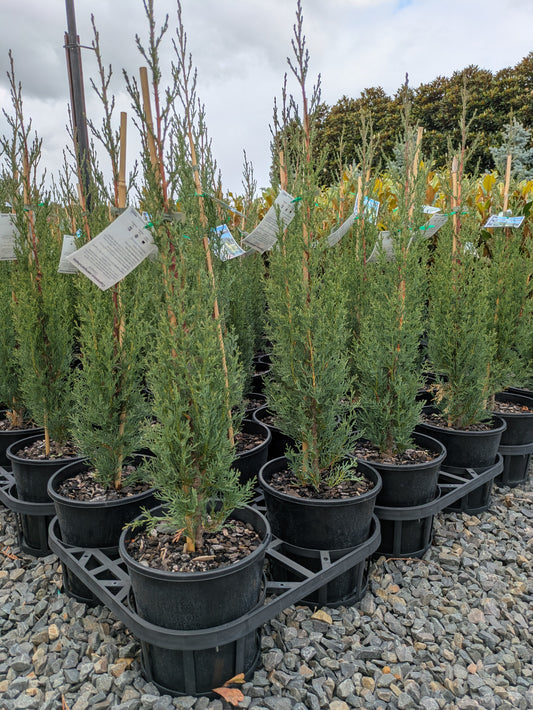 Cupressus sempervirens Glauca