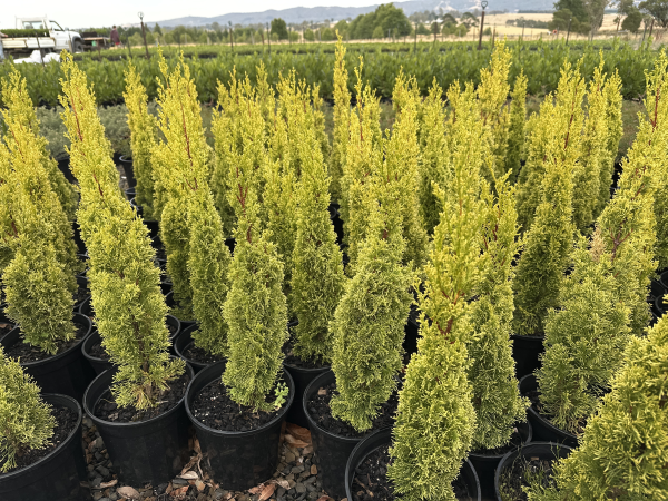 Cupressus sempervirens Swanes Gold