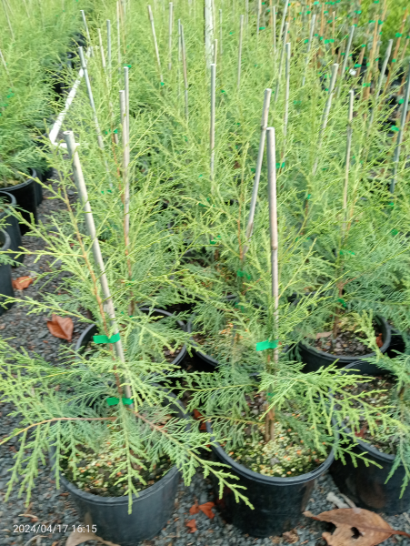 Cupressus torulosa