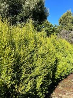 Cupressus torulosa Arctic Green
