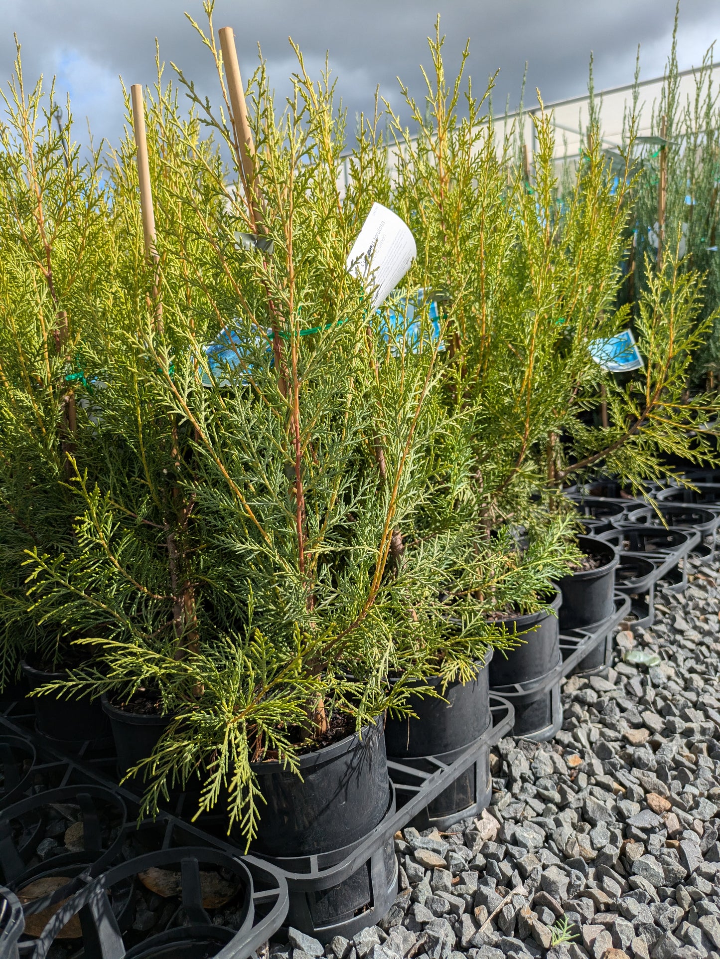 Cupressus torulosa Arctic Green