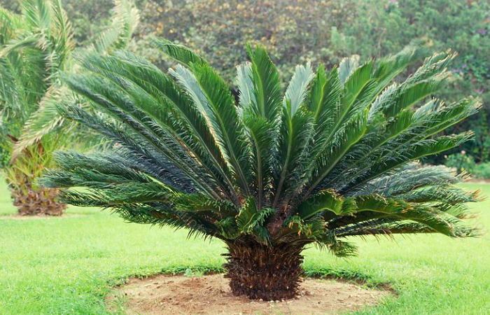 Cycas revoluta