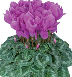 Cyclamen Halios HD Lilac