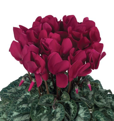 Cyclamen Halios Magenta