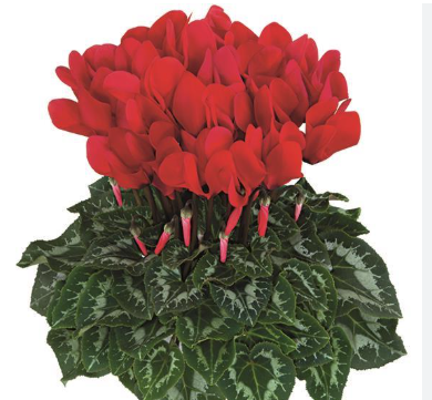 Cyclamen Halios Scarlet Red
