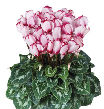 Cyclamen Halios Victoria