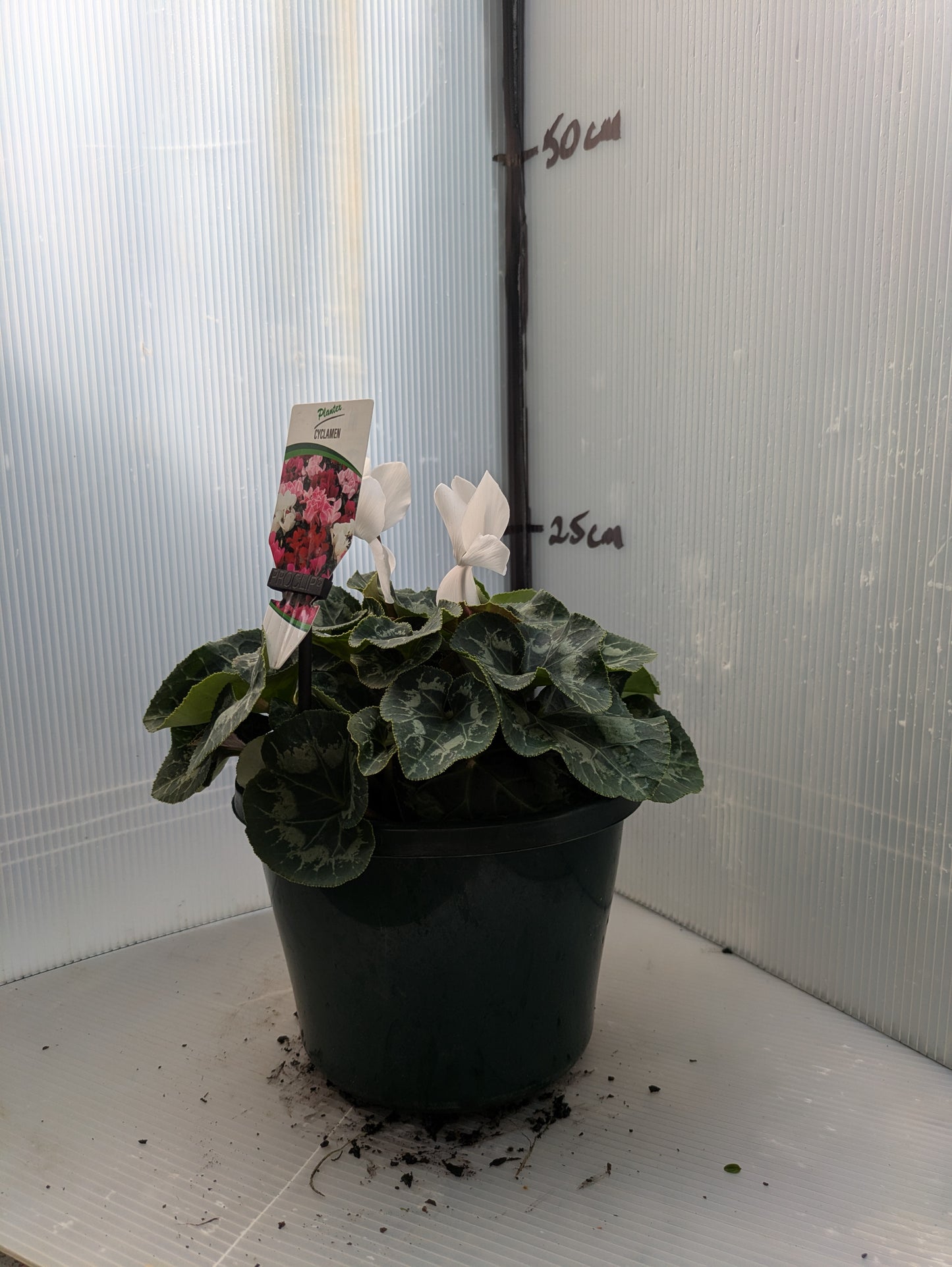 Cyclamen Halios HD Pure White