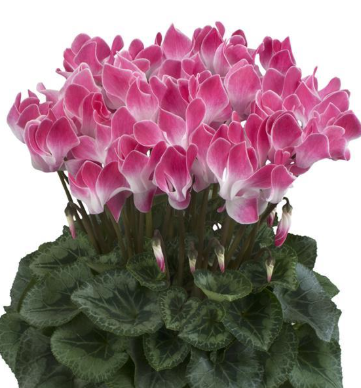Cyclamen Magenta Flame
