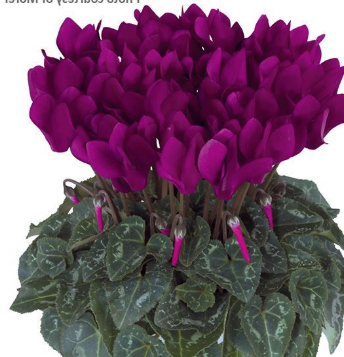 Cyclamen Metis Violet