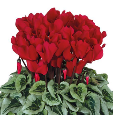 Cyclamen Silverleaf Red