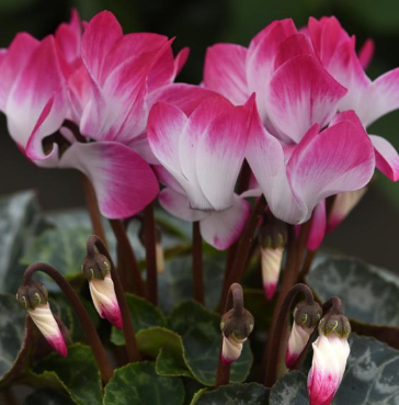 Cyclamen indiaka Magenta