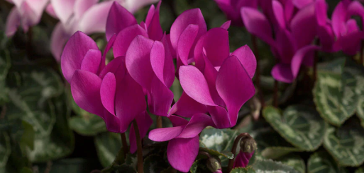 Cyclamen spp. Pink