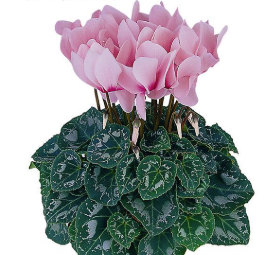 Cyclamen spp. Rose with Eye