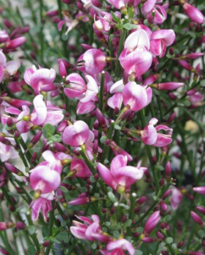 Cytisus Lilac Time