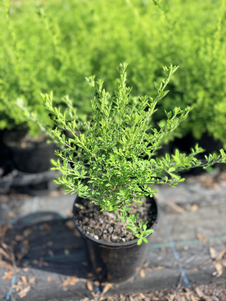 the plant broker