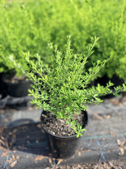 Cytisus racemosus nana