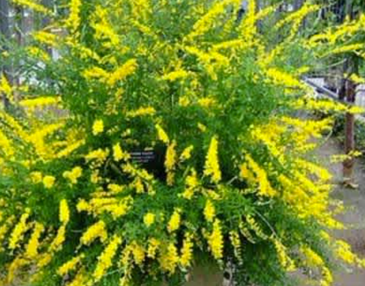 Cytisus racemosus nana