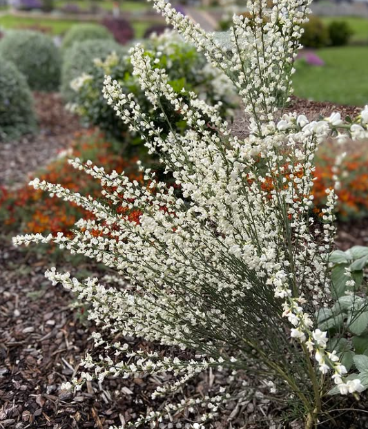 Cytisus scoparius Snow Queen