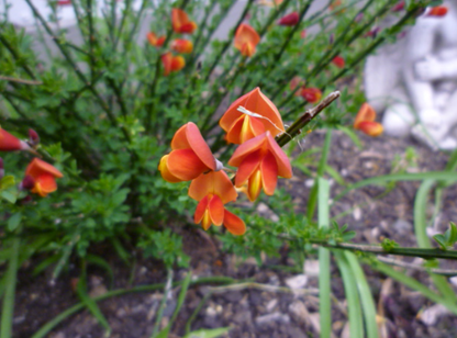 Cytisus x dallimorei Volcano
