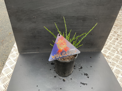 Cytisus x dallimorei Volcano