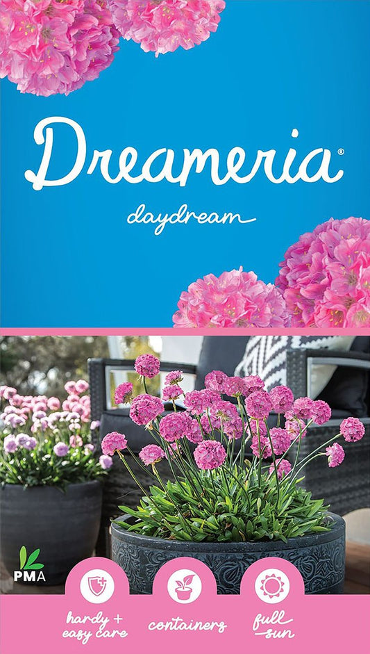 Armeria DREAMERIA® ‘Daydream’