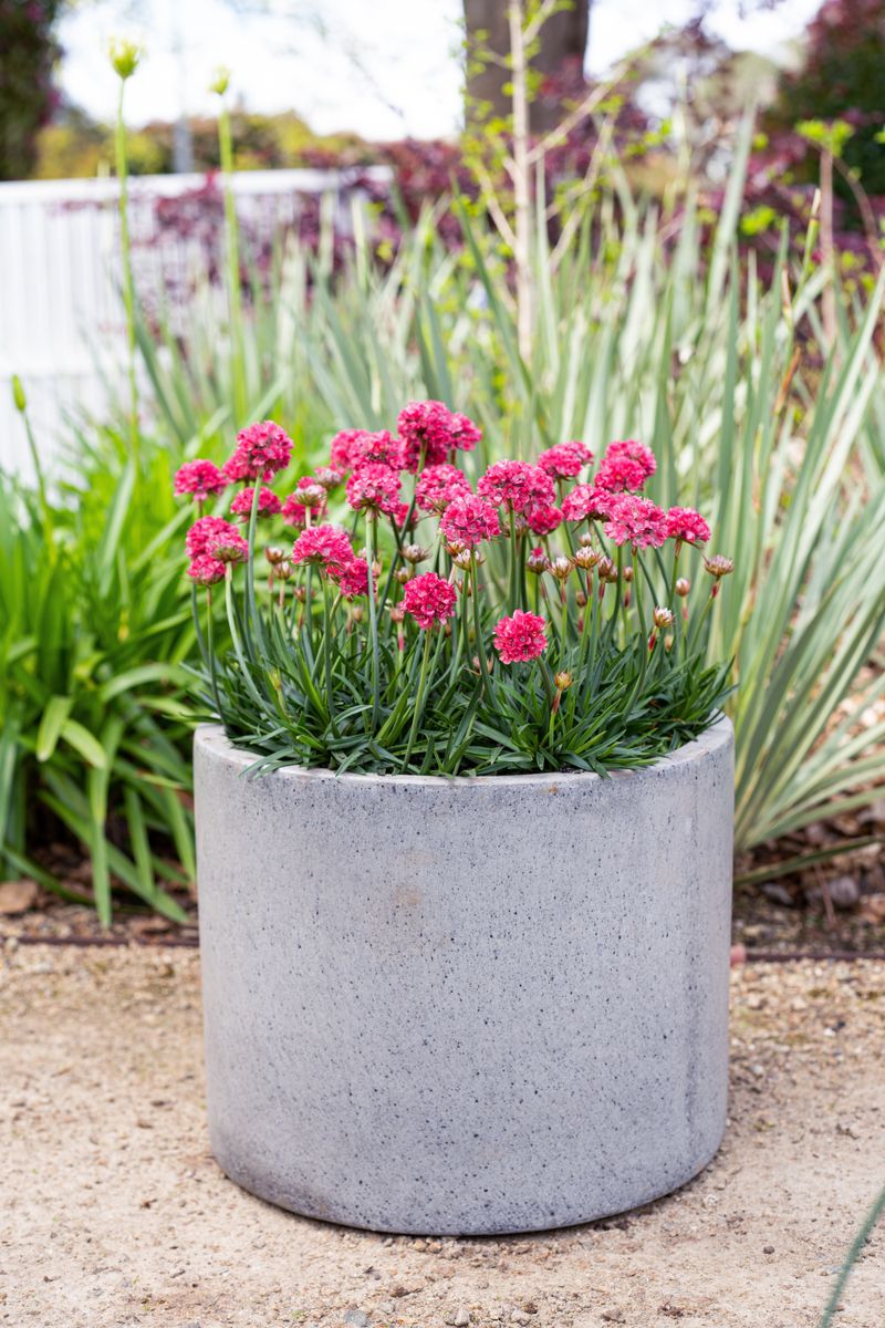 DREAMERIA® ‘Dreamland’