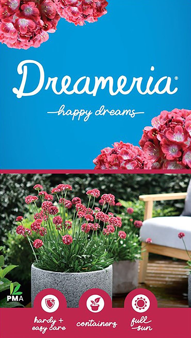 Armeria DREAMERIA® ‘Happy Dreams’