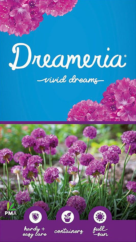 DREAMERIA® ‘Vivid Dreams’