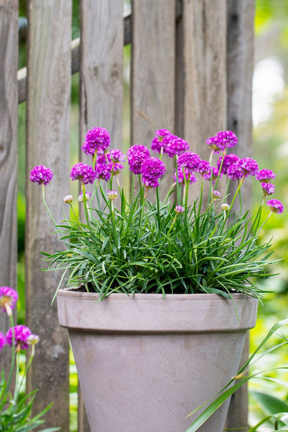 DREAMERIA® ‘Vivid Dreams’