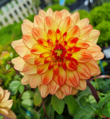 Dahlia Dalina Maxi Tequila