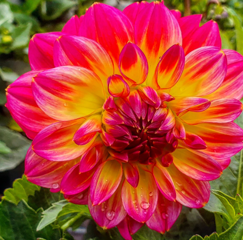 Dahlia Lubega Power Tropical Punch