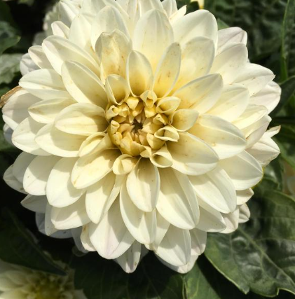Dahlia Lubega Power White Lilac Frost