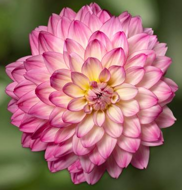 Dahlia Sincerity Rose Bicolour