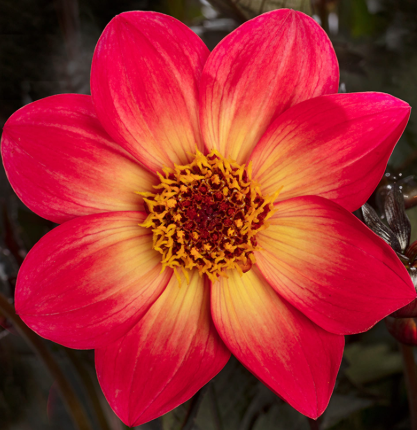 Dahlia Sunrise