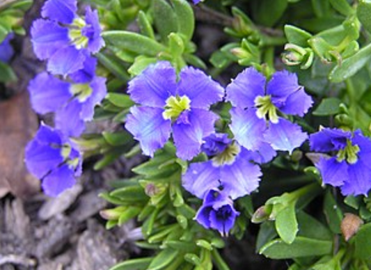 Dampiera diversifolia