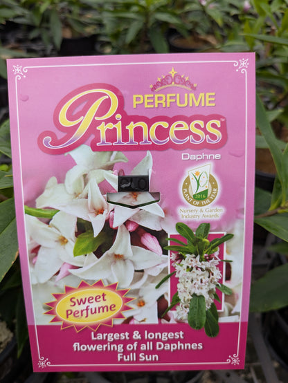 Daphne odora x bholua 'Perfume Princess'™ pbr