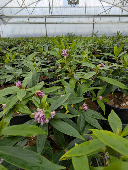 Daphne odora x bholua 'Perfume Princess'™ pbr