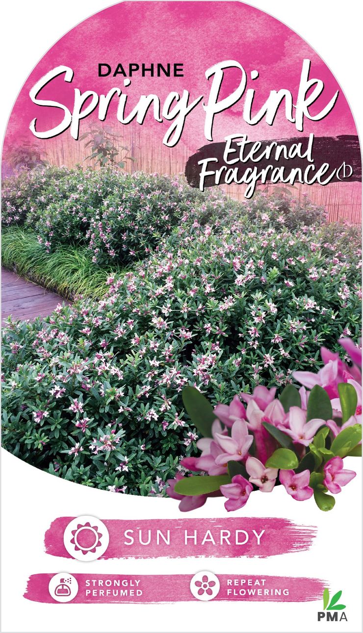 Daphne ‘Spring Pink Eternal Fragrance’