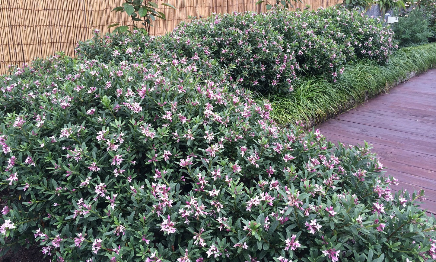 Daphne ‘Spring Pink Eternal Fragrance’