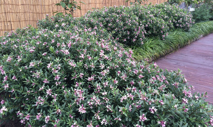Daphne ‘Spring Pink Eternal Fragrance’