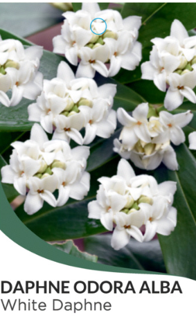 Daphne odora Alba