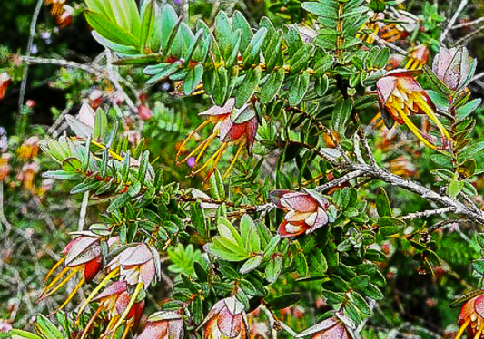 Darwinia citriodora