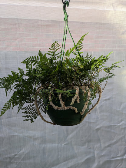Davallia fajeensis