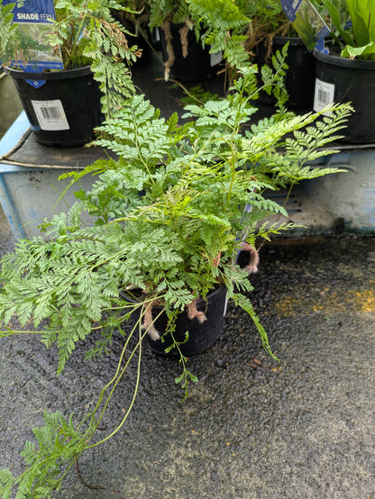 Davallia fajeensis