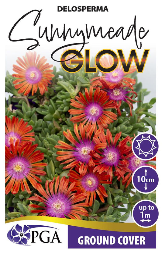 Delosperma ‘Sunnymeade Glow’